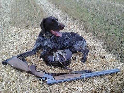 Видео: Охота с легавой на перепела  19 08 2015 г