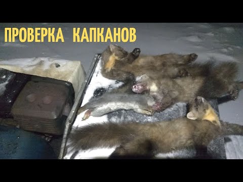 Видео: Капканный промысел. Проверка двух путиков. Сезон 2021-22гг.