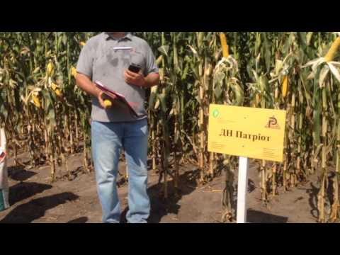 Видео: Демо посіви кукурудзи Рост агро (2016)