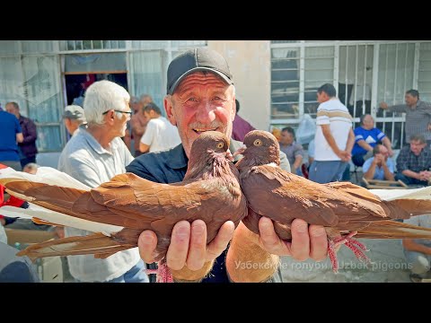 Видео: Птичий рынок г. Ташкент - ГОЛУБИ (14.09.2024)