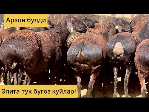 Видео: Элита тук бугоз куйлар! Арзон булди! 770031395☎️