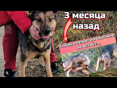 Видео: Как мы бездомную Дюймовочку вместе спасали!? История милой собаки, которая сейчас в поиске семьи!