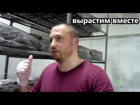 Видео: Размер камеры для выращивания шампиньонов. Улучшения климата и технологий выращивания шампиньонов.