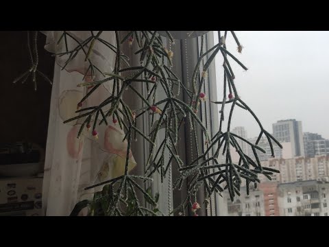 Видео: 7.11. 2025 р.Хойя не зацвіла😢зато фіалки як цвітуть 👍обрізала бугенвіллію.