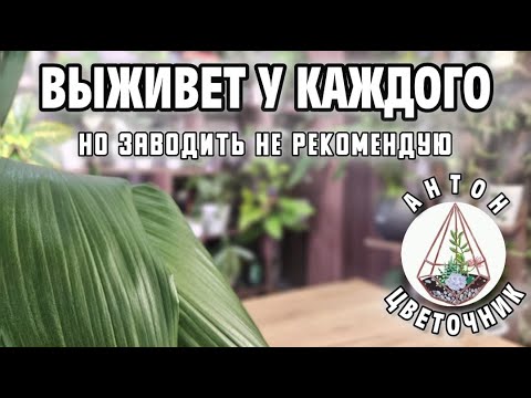 Видео: Выживет у каждого, но заводить не рекомендую: растение-проблема или наоборот?