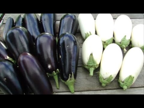 Видео: Баклажановое чудо! Мини Красный колокольчик.  Арбузы прут! От огурцов уже устали! Кабачки радуют!