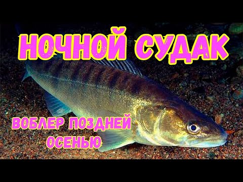 Видео: НОЧНАЯ ЛОВЛЯ В НОЯБРЕ...СУДАК НА ВОБЛЕР