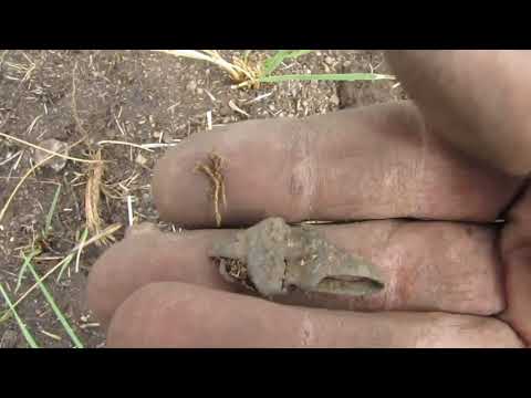 Видео: Копаем с Golden Mask 1+ 15 кГц (Что делали кочевники из монет) (Тест на глубину в грунте)