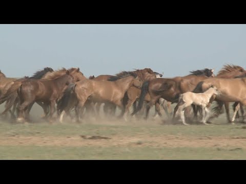 Видео: Атырау өңірінде асылтұқымды мал басын өсірген шаруашылық көбейіп келеді