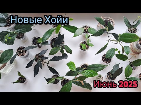 Видео: Новые хойи / июнь 2025