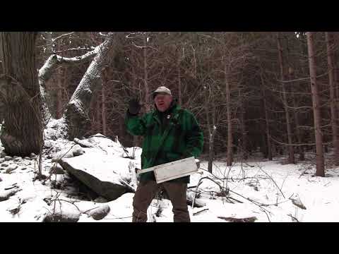 Видео: где хорошие места для ласки