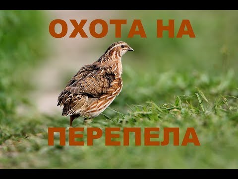 Видео: ОХОТА НА ПЕРЕПЕЛА С ДРАТХААРОМ 2018 (ПЕРВЫЙ ВЫХОД)