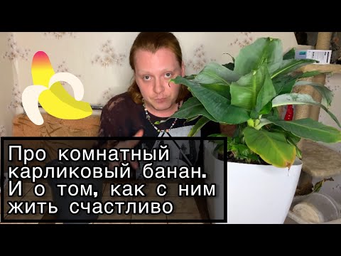 Видео: Комнатный карликовый банан ,уход,перевалка,рекомендации по выращиванию.