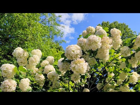 Видео: 🌿Как вырастить Красивую Калину Бульденеж