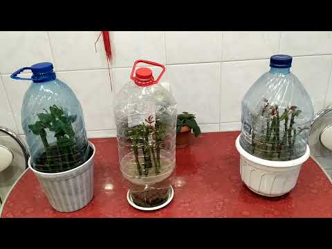 Видео: Черенкование роз.Результаты.