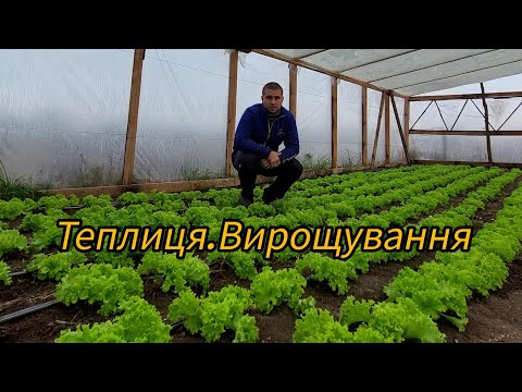Видео: Теплиця. Бізнес в селі. Вирощуювання розсади. Огляд.