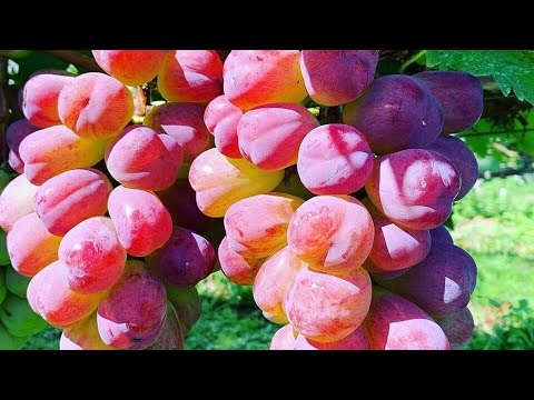 Видео: СУПЕР НОВИНКИ 2024 НА МОËМ УЧАСТКЕ! 🍇🍇🍇 WhatsApp и Viber +79528500417. Тел. +79054033245.