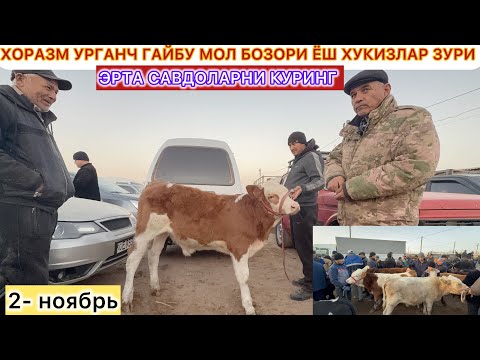 Видео: ХОРАЗМ УРГАНЧ ГАЙБУ МОЛ БОЗОРИ ЁШ ХУКИЗЛАР ЗУРИ ЕРТА САВДОЛАРНИ КУРИНГ 2-ноябрь 2025 г.