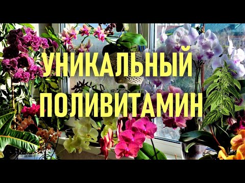 Видео: КРАПИВА - ЖГУЧИЙ ПОЛИВИТАМИН ДЛЯ БЫСТРОГО РАЗВИТИЯ ОРХИДЕЙ! РАСКОЧЕГАРЬ ЕЁ!  КОНЦЕНТРАТ ДЛЯ ОРХИДЕЙ👍