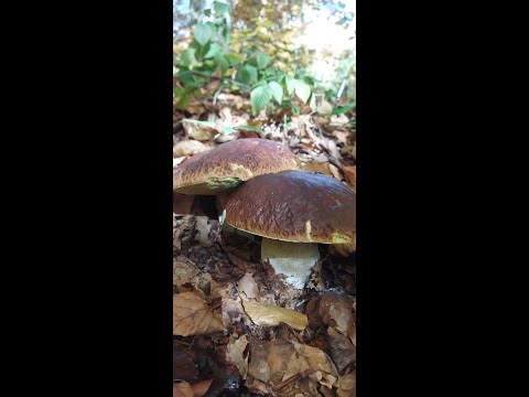 Видео: Щось потрошку але е.