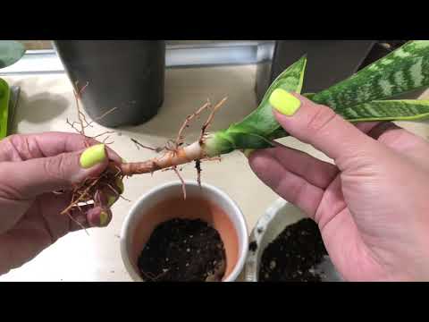 Видео: КАК ЗАСТАВИТЬ САНСЕВИЕРИЮ ДАВАТЬ ДЕТОК / Результаты жестокого способа размножения￼