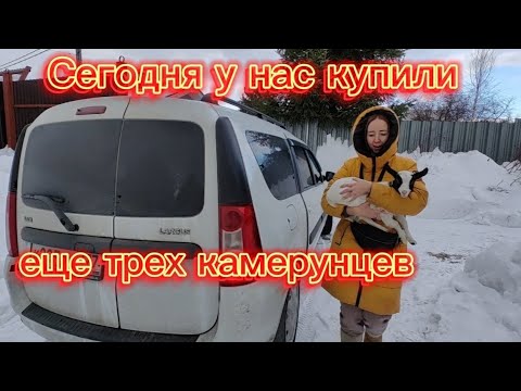 Видео: СЕГОДНЯ У НАС КУПИЛИ ЕЩЁ ТРЁХ КАМЕРУНЦЕВ .
