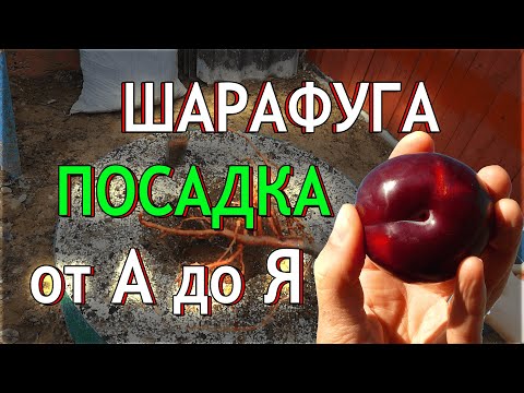 Видео: Как правильно посадить дерево Шарафуги? Посадка саженцев в открытый грунт осенью от А до Я...