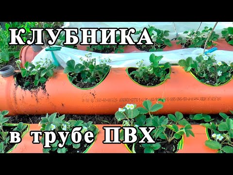 Видео: КЛУБНИКА в ТРУБЕ ПВХ 200 мм. Посадка КЛУБНИКИ в трубу ПВХ. Strawberry in pvc pipe.