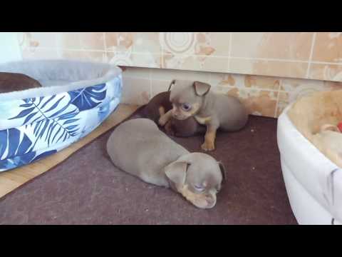 Видео: #ВНЕПЛАНОВЫЕЩЕНКИ ЧИХУА БЕЗ ДОКУМЕНТОВ #МАРИМИСТИКПИТОМНИКРКФ#КУПЛЮПРОДАЮЩЕНКОВЧИХУА