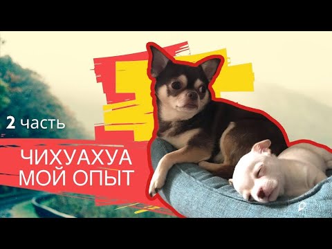 Видео: ОТВЕЧАЮ НА ВОПРОСЫ ПРО ЧИХУАХУА  / стоит ли заводить? #чихуахуа