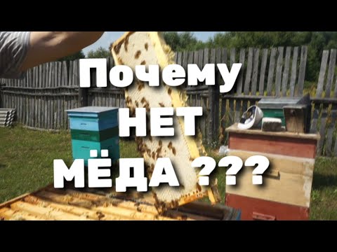 Видео: Почему у пчеловодов мёда нет?