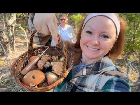 Видео: Грибное золото Кейп-Кода! Нашли подосиновики, маслята и даже боровики в лесу Провинстауна 