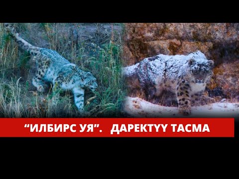 Видео: "Илбирс уя". Даректүү тасма