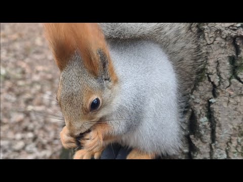 Видео: Бойкие синицы и белки добыли себе орехов. Остальные остались с носом.