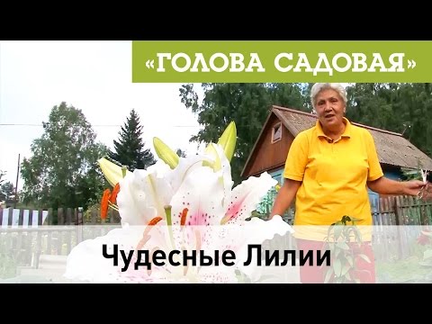 Видео: Голова садовая - Чудесные Лилии