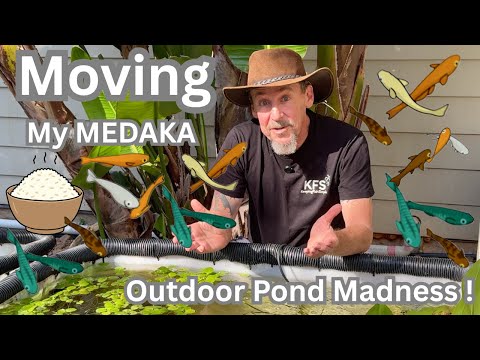 Видео: Перемещаю пруд с медакой! Ландшафтный дизайн, сантехника и безумные идеи!