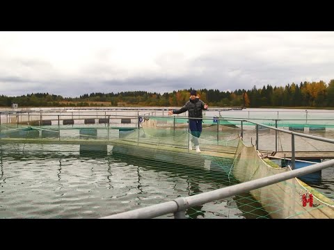Видео: Общежитие для форели. Репортаж с озера Улин.
