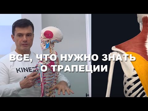 Видео: Секреты строения трапециевидной мышцы (Глеб Кирдогло)