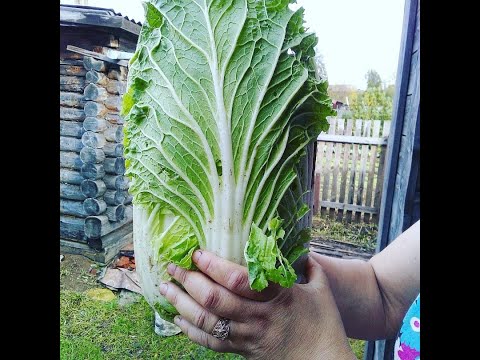 Видео: Посадка пекинской капусты для зимнего хранения🥬🥬🥬