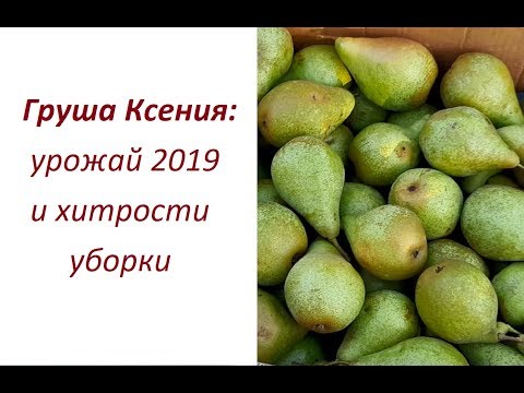 Видео: Груша Ксения (Ноябрьская): урожай 2019 и хитрости уборки