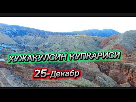 Видео: ХУЖАКУЛСИНДА  АКИЙКА ТУЙИ КУПКАРИСИ 25-dekabr, 2023