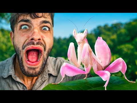 Видео: САМОЕ КРАСИВОЕ ЖИВОТНОЕ в мире!? - Трилогия 1/3