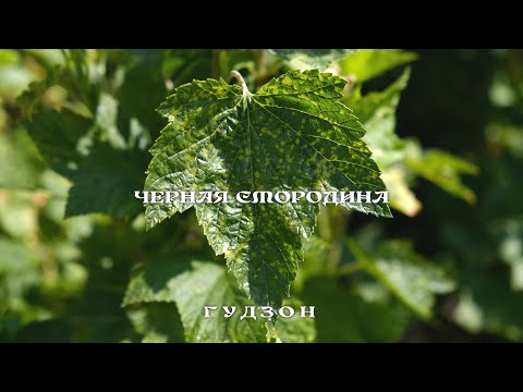 Видео: ГУДЗОН  - Чёрная смородина (Lyric)