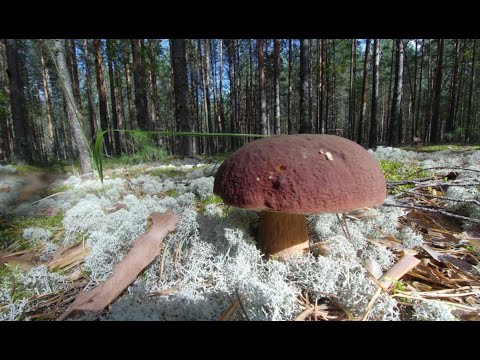 Видео: СЧАСТЬЕ ГРИБНИКА. ЭТО НАДО ВИДЕТЬ!!!