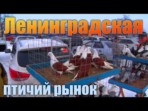 Видео: Птичий рынок. Ленинградская. Часть 1. [13.03.2022]