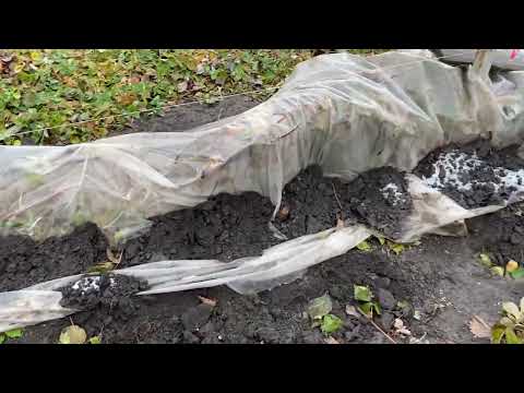 Видео: Укрытие ежевики  на  зиму.