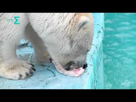 Видео: Зверский понедельник. Экскурсия по зоопарку.