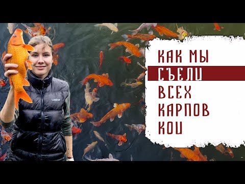 Видео: КАК МЫ СЪЕЛИ ВСЕХ КАРПОВ КОИ