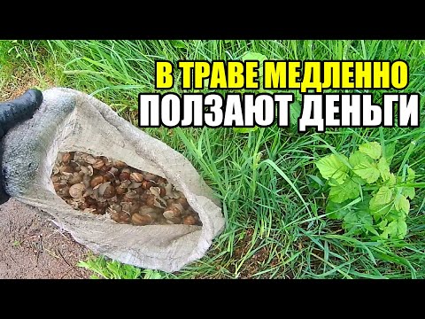 Видео: Как собирать виноградных улиток. Как заработать на улитках