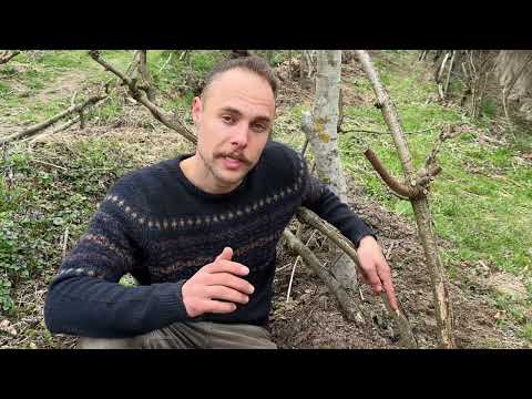 Видео: Як нас дурять із саджанцями ківі, хурми та іншого